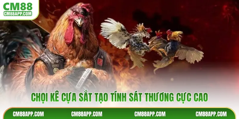 Chọi gà tre tốc độ nhanh