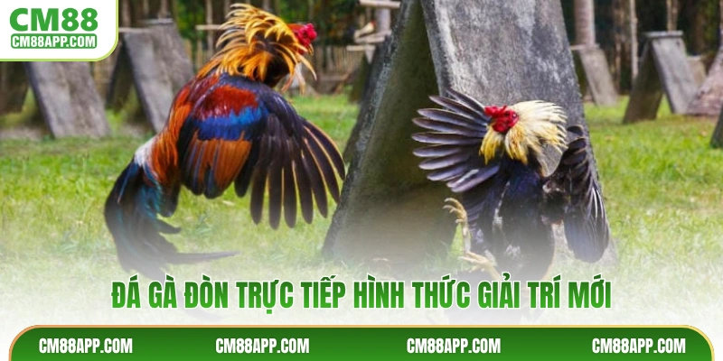 Đá gà đòn trực tiếp hình thức giải trí mới